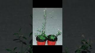 Scientists have revived a plant buried in Siberian permafrost  This plant is 32000 years old [upl. by Atekin126]