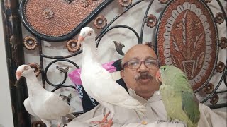 Alexandrine Raw parrot and Pigeon birds parrot pigeon alexandrineparrot pets parrots lory [upl. by Rodenhouse]