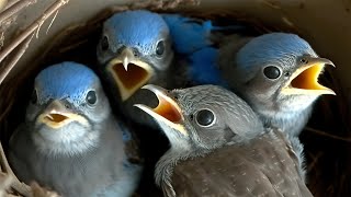 Live Nest Cam Captures Incredible Transformation of Baby Bluebirds [upl. by Bikales]