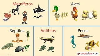 Animales vertebrados para niños mamiferos aves reptiles peces y anfibios [upl. by Ut654]