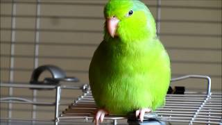 Valentino the Singing Parrotlet [upl. by Leak834]