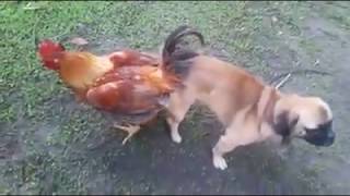 CRUCE DE UN GALLO Y UN PERRO Q ESTÁ PASANDO [upl. by Bergren]