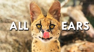 Servals Are Like 90 Ears [upl. by Yevad]