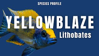 Otopharynx Lithobates Zimbawe Rock Yellow Blaze  Species Profile [upl. by Oisinoid515]