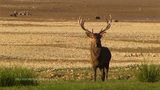 A lécoute du brame du cerf [upl. by Nareik]