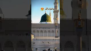 میرے گندے قدم اور ان کا حرم😍😍😍😍🥰😍 [upl. by Howlend149]