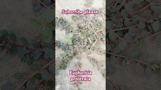 Euphorbia prostrata euphorbia prostrate euphorbiaceae creeper trending mscbotany botany [upl. by Arten447]