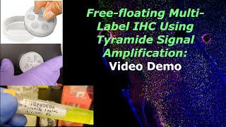 Demo Freefloating multilabel immunohistochemistry with tyramide signal amplification [upl. by Emixam210]