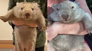 Wombat is the cutest animal in the world that you need to know 25 [upl. by Gebler]