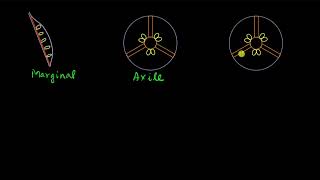 Placentation  Morphology of flowering plants  Biology  Khan Academy [upl. by Adaven]