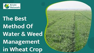 Water and Weed Management in Wheat Crop  Wheat Field  Krishi Network [upl. by Elleirbag]