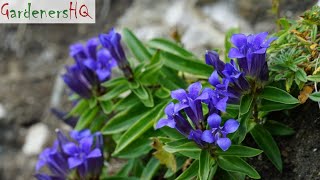 Gentiana Plant Growing Guide Gentian by Gardeners HQ [upl. by Alilad397]