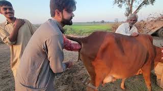 Artificial insemination method Buffalo ma sahiwal nasal ka teeka rakha [upl. by Charlena106]