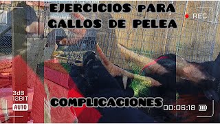 EJERCICIOS PARA GALLOS DE PELEA [upl. by Neimad]