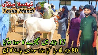 Today Taxila Mandi Latest Update 12 July 2024  Kia Humra Soda Ban Jay Ga 🤔 [upl. by Anilak547]