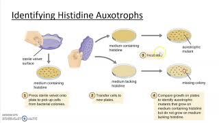 Ch 11 Part 6 Mutations and auxotrophs [upl. by Ferriter]