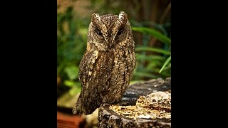 Verso dellAssiolo Eurasian Scops Owl song Otus scops [upl. by Okorih]