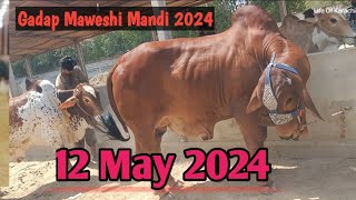 Gadap maveshi Mandi 2024 Life Of Karachi  Karachi Cow Mandi 2024 [upl. by Llig]