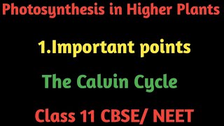 Photosynthesis in Higher Plants  The Calvin Cycle [upl. by Belac]