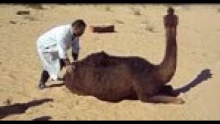 Prion Disease in Dromedary Camels Algeriavideo1 [upl. by Derinna521]