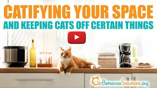 How to Catify Your Home But Still Keep Cats Off Certain Things [upl. by Fesoy602]