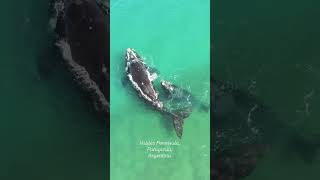 Observation de baleine à puertomadryn whale whalewatch valdes peninsula nature drone wow [upl. by Esinereb132]