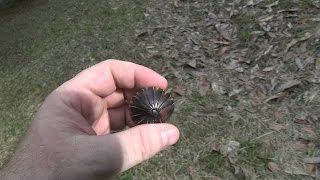 Travel Geek Outtake Bornean Pillbug Rollie Pollie [upl. by Slack]