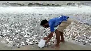 Visakhapatnam beach filled with fishes 🐠🐠🐟🐠🐟🐠🐟🐠 [upl. by Dhumma108]