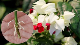 💗How to Divide Bleeding Hearts  Y Garden💗 [upl. by Stauder]