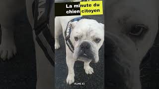 Bouledogue Anglais ou Bouledogue Continental [upl. by Mossman]