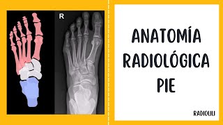 Anatomía Radiológica  Radiología Convencional Pie  Proyección anteroposterior oblicua y lateral [upl. by Ahsilif]