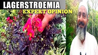 How to grow largerstroemia plant expert opinion  Care of Lagerstroemia plant  Red leaf plant [upl. by Shira]