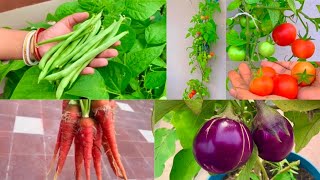 Top 10 vegetable Seeds To Sow In January Best Vegetables To Grow In January  January Vegetables [upl. by Kristofor559]