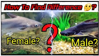 Iridescent Shark Fish Male amp Female Difference  How To Know  In Hindi [upl. by Helve]