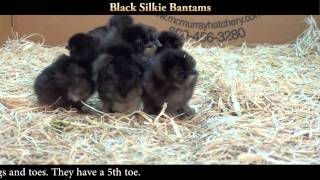 Black Silkie Bantam Chicks [upl. by Eal]