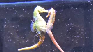 Seahorses Mating Transferring Eggs [upl. by Agni]