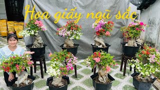 Bích bonsai 236 0706961085 chào bán lô Hoa Giấy ngũ sắc siêu bông lùn lực đế thú đẹp [upl. by Ahsitan]