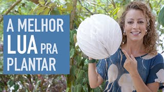 A influência da LUA nas PLANTAS quando PLANTAR e COLHER [upl. by Ybab]