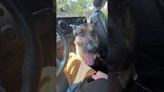 Big Dog wants to sit in my lap while driving [upl. by Idonna901]