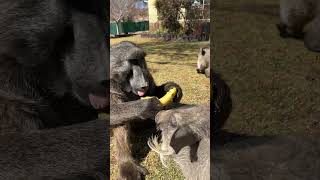 Cindy the baboon has NEVER shared food in her life 😂 funnyanimals feedingtime funny shorts [upl. by Yelnet]