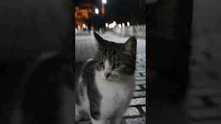 Aggressive Cat Headbutt  So Angry Cat Attacks Camera Shorts [upl. by Aicilf]