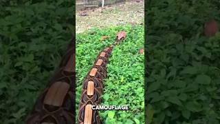 Gaboon Viper  Natures Venomous Masterpiece [upl. by Eilsel483]