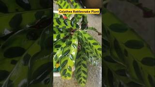 calathea rattlesnake indoor plantindoorplants calatheaplant rattlesnakeplant [upl. by Demp]