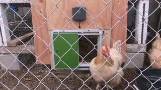 Omlet Automatic Chicken Coop Door Opener  Review and Installation [upl. by Bassett365]