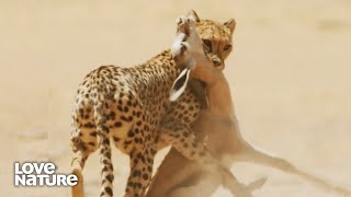 How Big Cats Hunt Lions Cheetahs Caracals and Servals  Wild Cats 101 [upl. by Milewski781]