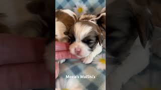 6 Awesome MalShi’s wwwpuppyplacebiz malshi cutepuppy [upl. by Gemini535]