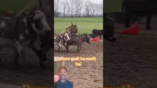 Gadhi Kaise Khele donkey shorts ytshortsindia viralvideo [upl. by Ailemap468]