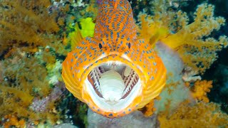 Diving the Four Kings  Wonderful Diving in Raja Ampat WestPapua Indonesia 20192020 4K Video [upl. by Aztinaj938]