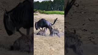 Hyena eats wildebeest milk and eats Xiaoluge Wild animals close up Predation moment Hunting scen [upl. by Negaet]