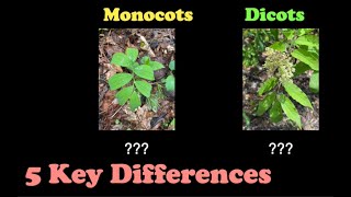 Monocots and Dicots  What They Are and How to Identify Them [upl. by Jemima]